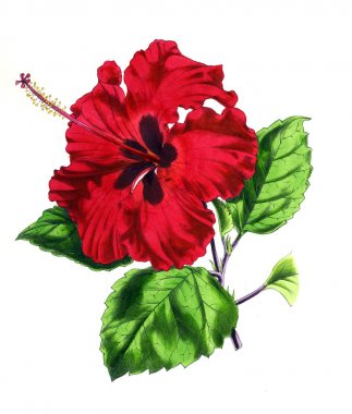 Bir çiçek Illustration. Çiçek dergisi; rakamlar ve popüler Bahçe çiçek açıklamalarını oluşan.