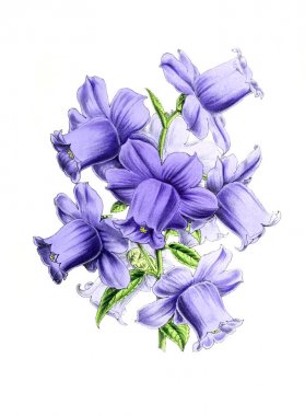 Bir çiçek Illustration. Çiçek dergisi; rakamlar ve popüler Bahçe çiçek açıklamalarını oluşan.