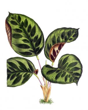 Bir çiçek Illustration. Çiçek dergisi; rakamlar ve popüler Bahçe çiçek açıklamalarını oluşan.