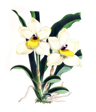 Bir çiçek Illustration. Çiçek dergisi; rakamlar ve popüler Bahçe çiçek açıklamalarını oluşan.