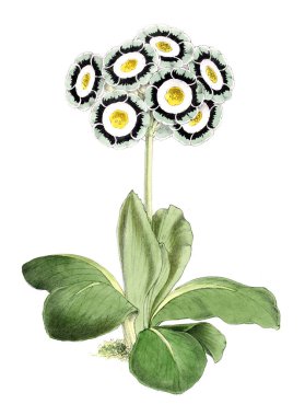 Bir çiçek Illustration. Çiçek dergisi; rakamlar ve popüler Bahçe çiçek açıklamalarını oluşan.