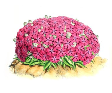 Bir çiçek Illustration. Çiçek dergisi; rakamlar ve popüler Bahçe çiçek açıklamalarını oluşan.