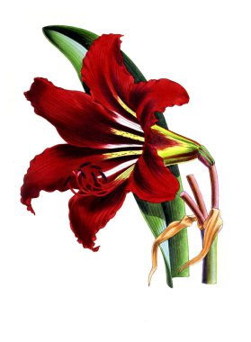 Bir çiçek Illustration. Çiçek dergisi; rakamlar ve popüler Bahçe çiçek açıklamalarını oluşan.