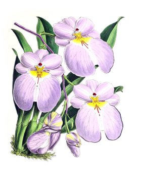 Bir çiçek Illustration. Çiçek dergisi; rakamlar ve popüler Bahçe çiçek açıklamalarını oluşan.