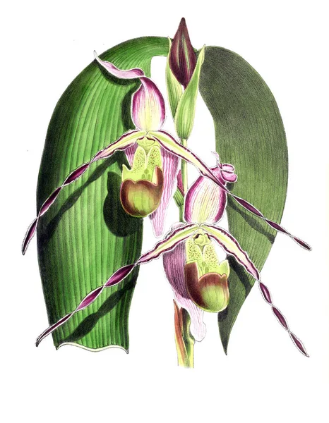 Bir çiçek Illustration. Çiçek dergisi; rakamlar ve popüler Bahçe çiçek açıklamalarını oluşan.