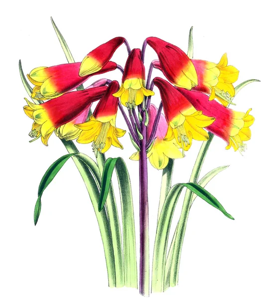 Иллюстрация Цветка Журнал Цветочные Включающий Рисунки Описания Популярных Садовых Цветов — стоковое фото