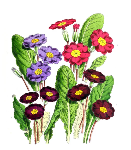 Ilustración Una Flor Revista Floral Que Comprende Figuras Descripciones Flores — Foto de Stock
