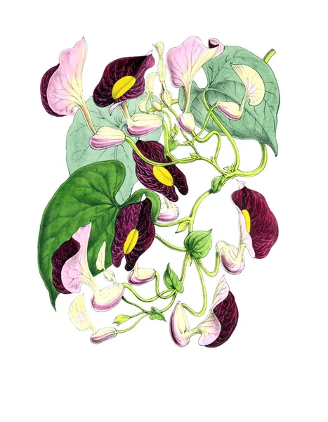 Ilustración Una Flor Revista Floral Que Comprende Figuras Descripciones Flores —  Fotos de Stock