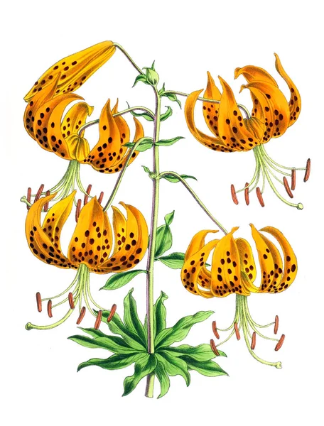 Illustration Einer Blume Die Blumenzeitschrift Mit Abbildungen Und Beschreibungen Beliebter — Stockfoto