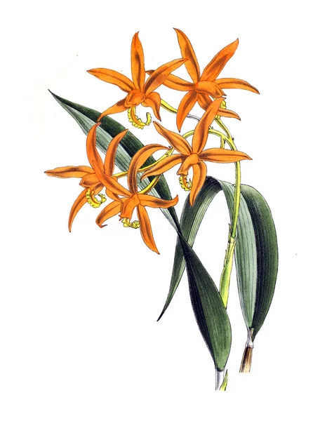 Ilustracja Kwiat Kwiatowy Magazyn Rysunki Opisy Popularnych Kwiaty Ogrodowe — Zdjęcie stockowe