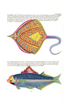 Bir balık tasviri. Poissons, ecrevses et crabes, de various couleurs ve figürler sıradışı