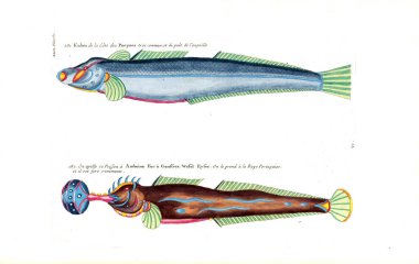 Bir balık tasviri. Poissons, ecrevses et crabes, de various couleurs ve figürler sıradışı