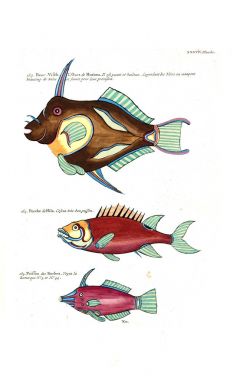 Bir balık tasviri. Poissons, ecrevses et crabes, de various couleurs ve figürler sıradışı