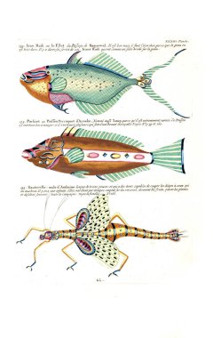 Bir balık tasviri. Poissons, ecrevses et crabes, de various couleurs ve figürler sıradışı