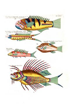 Bir balık tasviri. Poissons, ecrevses et crabes, de various couleurs ve figürler sıradışı