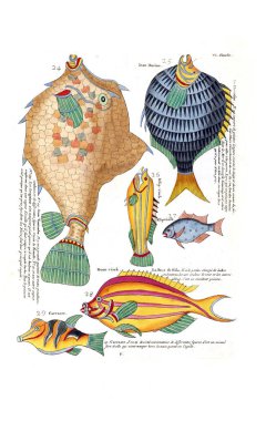 Bir balık tasviri. Poissons, ecrevses et crabes, de various couleurs ve figürler sıradışı