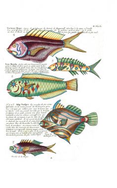 Bir balık tasviri. Poissons, ecrevses et crabes, de various couleurs ve figürler sıradışı