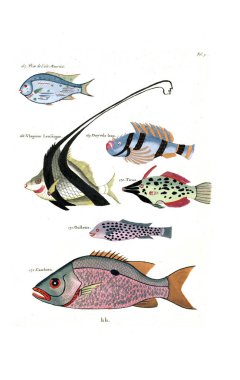 Bir balık tasviri. Poissons, ecrevses et crabes, de various couleurs ve figürler sıradışı