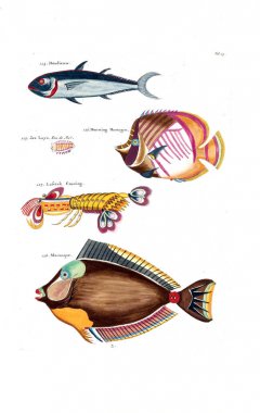 Bir balık tasviri. Poissons, ecrevses et crabes, de various couleurs ve figürler sıradışı