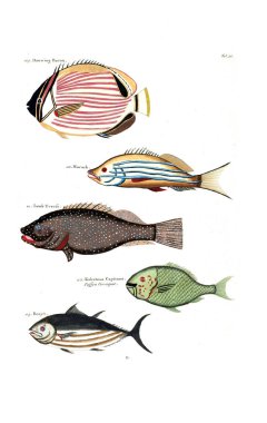 Bir balık tasviri. Poissons, ecrevses et crabes, de various couleurs ve figürler sıradışı