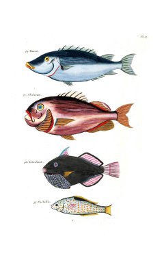 Bir balık tasviri. Poissons, ecrevses et crabes, de various couleurs ve figürler sıradışı