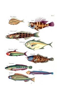 Bir balık tasviri. Poissons, ecrevses et crabes, de various couleurs ve figürler sıradışı