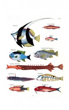 Bir balık tasviri. Poissons, ecrevses et crabes, de various couleurs ve figürler sıradışı