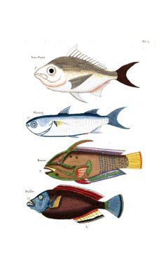 Bir balık tasviri. Poissons, ecrevses et crabes, de various couleurs ve figürler sıradışı
