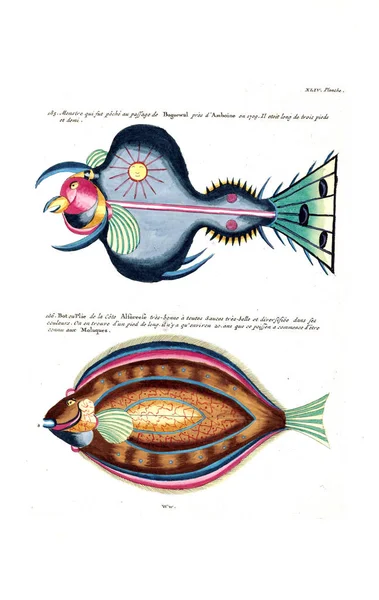 Illustration Poisson Poissons Ecrevisses Crabes Diverses Couleurs Figures Extraordinaires — Photo