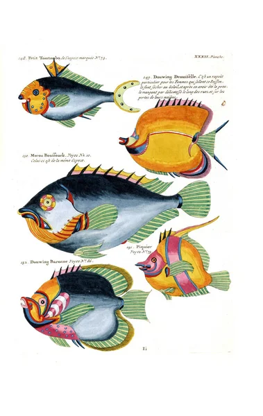 Illustration Poisson Poissons Ecrevisses Crabes Diverses Couleurs Figures Extraordinaires — Photo