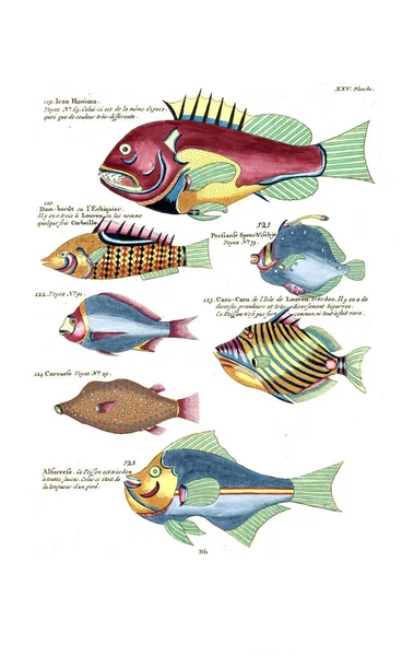 Illustration Poisson Poissons Ecrevisses Crabes Diverses Couleurs Figures Extraordinaires — Photo