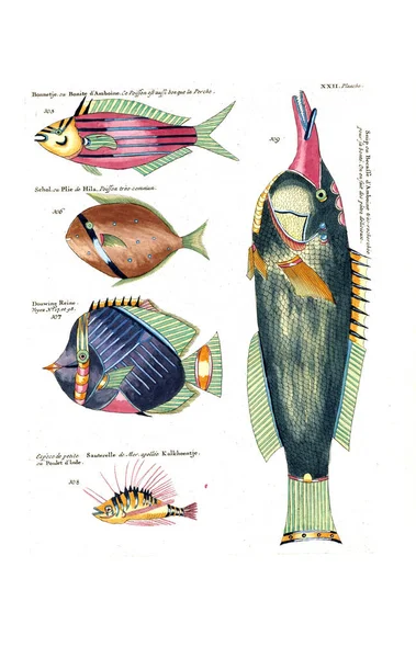 Illustrazione Pesce Poissons Ecrevisses Crabes Diverses Couleurs Figures Extraordinaires — Foto Stock