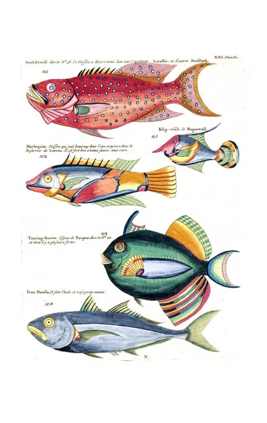 Ilustración Pez Poissons Ecrevises Crabes Diverses Couleurs Figures Extraordinaires —  Fotos de Stock