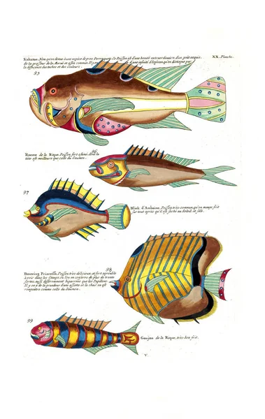 Иллюстрация Рыбы Poissons Ecrevisses Crabes Diverses Couleurs Figures Extraordinaires — стоковое фото