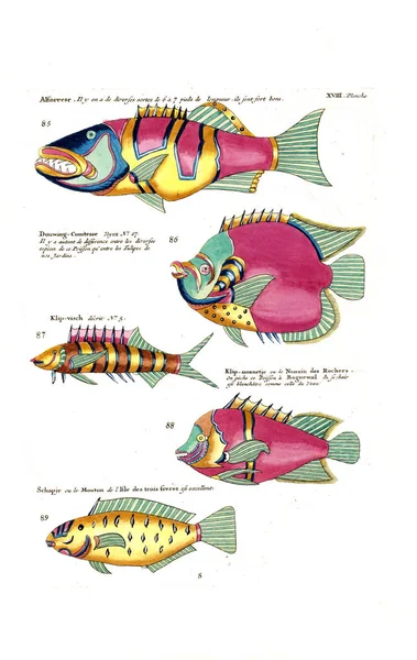 Ilustração Peixe Poissons Ecrevisses Crabes Diverses Couleurs Figures Extraordinaires — Fotografia de Stock