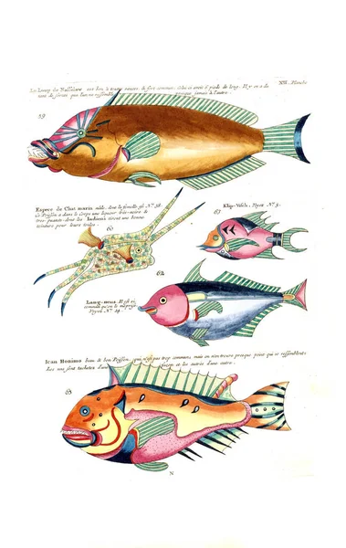 Illustration Fisk Poissons Ecaudits Crabes Diverserer Couleurs Figures Extraordinaries - Stock-foto