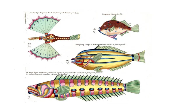 Illustration Fish Poissons Ecrevisses Crabes Diverses Couleurs Figures Extraordinaires — Stock Photo, Image