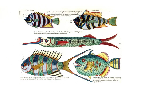 Illustratie Van Een Vis Poissons Ecrevisses Crabes Diverses Couleurs Figures — Stockfoto