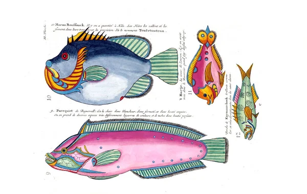 Illustration Fish Poissons Ecrevisses Crabes Diverses Couleurs Figures Extraordinaires — Stock Photo, Image