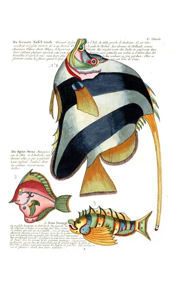 Illustration Poisson Poissons Ecrevisses Crabes Diverses Couleurs Figures Extraordinaires — Photo