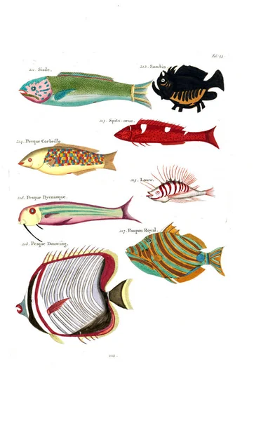 Illustrasjon Fisk Poissons Ecrevisses Crabes Diverses Couleurs Extraordinaire – stockfoto