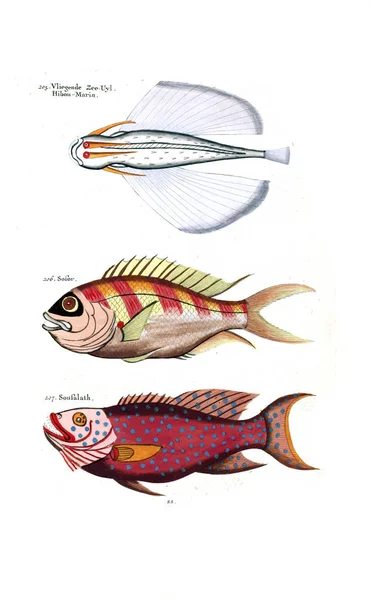 Ilustración Pez Poissons Ecrevises Crabes Diverses Couleurs Figures Extraordinaires —  Fotos de Stock