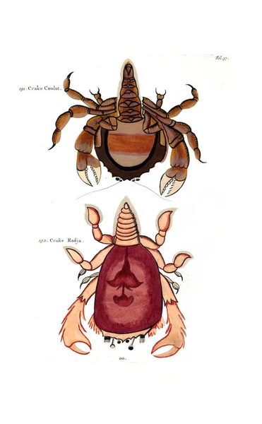 Illustration Fisk Poissons Ecrevises Crabes Diverses Couleurs Figures Extraordinaires — Stockfoto