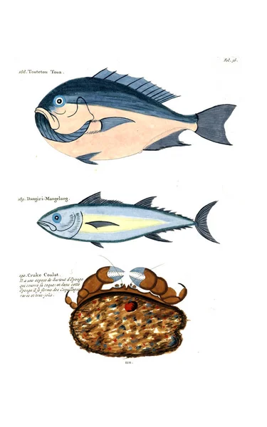 Bir Balık Tasviri Poissons Ecrevses Crabes Various Couleurs Figürler Sıradışı — Stok fotoğraf