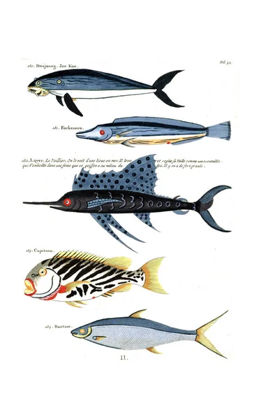 Illustration Fish Poissons Ecrevisses Crabes Diverses Couleurs Figures Extraordinaires — Stock Photo, Image