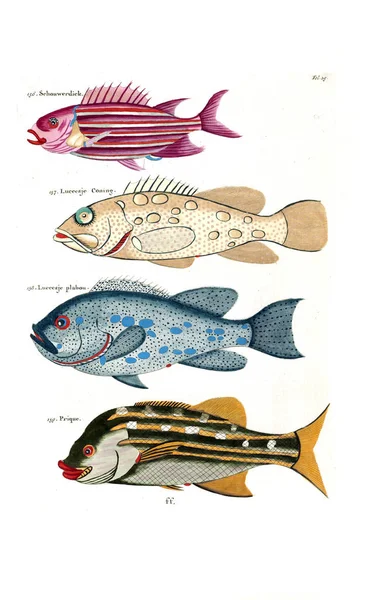 Illustratie Van Een Vis Poissons Ecrevisses Crabes Diverses Couleurs Figures — Stockfoto