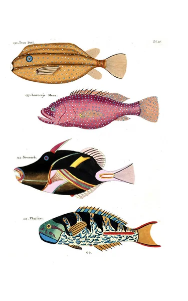 Illustration Eines Fisches Poissons Ecrevisses Crabes Diverses Couleurs Figures Extraordinaires — Stockfoto