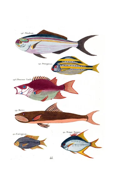 Ilustración Pez Poissons Ecrevises Crabes Diverses Couleurs Figures Extraordinaires —  Fotos de Stock