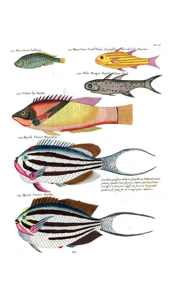 鱼的图解 Poissons Ecrevise Ses Crabes Diverse Couleurs Figures Particularly Ordinaires — 图库照片