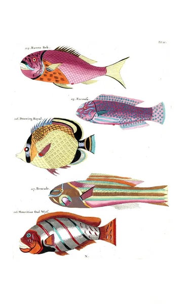 Illustrazione Pesce Poissons Ecrevisses Crabes Diverses Couleurs Figures Extraordinaires — Foto Stock